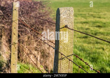 Rostiger Stierkabel, Schafdraht und Stacheldraht auf einem altmodischen Betonpfahl an einer Feldgrenze, Nordirland, Großbritannien, Großbritannien Stockfoto