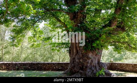 Hundertjähriger Kastanienbaum (Castanea sativa) mit einem dicken, knorrigen und rauen Stamm, umgeben von einer alten Steinzaunwand im Frühling Stockfoto