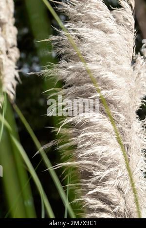 Nahaufnahme von Cortaderia selloana oder Pampas Gras (Danthonioideae). Blumendetail. Selektiver Fokus Stockfoto