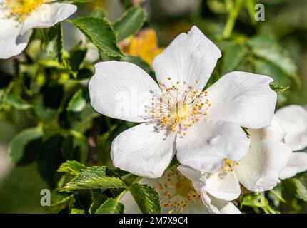 Hunderose (Rosa Canina) aus der Nähe. Helle weiße Blüten in Blüte auf Zweigen. Wilde blühende Sträucher mit grünen Blättern. Selektiver Fokus Stockfoto