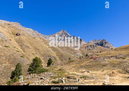 Panoramaaufnahme der geräumigen Granitberghänge mit gelbem Herbstgras und seltenen grünen Bäumen unter blauem Himmel, Gran Paradiso Nationalpark Stockfoto