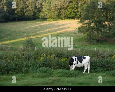 Eine Milchkuh steht auf einer grünen Wiese mit einem Wald im Hintergrund Stockfoto