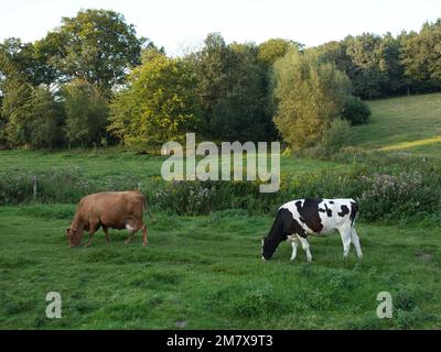 Zwei Milchkühe stehen auf einer grünen Wiese und einem Rasen mit einem Wald im Hintergrund Stockfoto