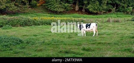 Eine Milchkuh steht auf einer grünen Wiese mit einem Wald im Hintergrund Stockfoto