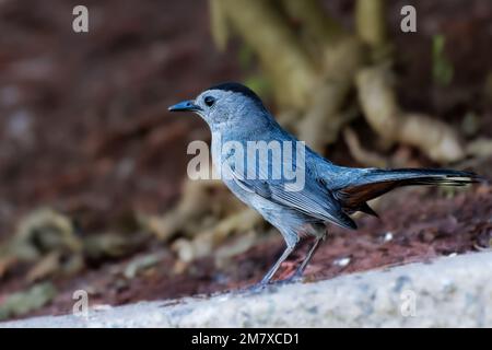 Nahaufnahme eines grauen Katzenvogel auf dem Boden Stockfoto