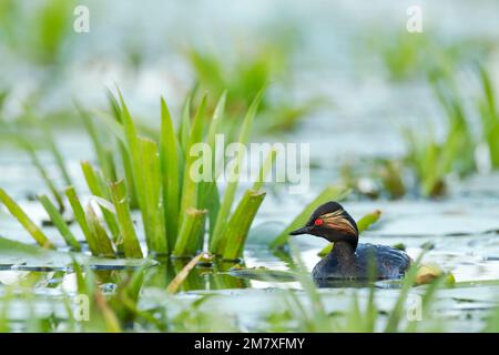 Schwarzhalsgräber, auch bekannt als Ohrgräber (Podiceps nigricollis), der in einer ruhigen Lagune zwischen Schilf schwimmt Stockfoto