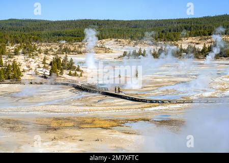 Norris Geyser Basin Yellowstone-Nationalpark Wyoming, Nordamerika, USA Stockfoto
