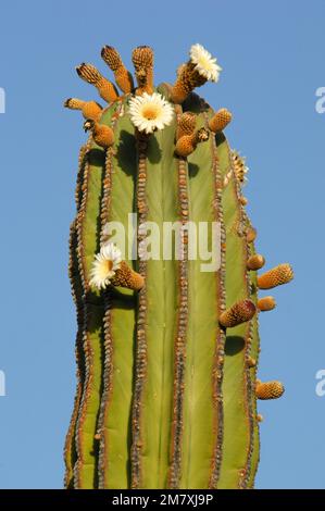 Mexiko, Baja California Sur, El Sargento, Cardon cactus, Pachycereus pringlei, Stockfoto