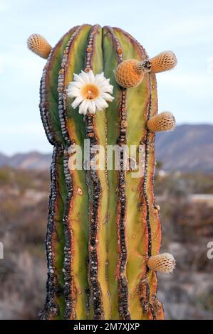 Mexiko, Baja California Sur, El Sargento, Cardon cactus, Pachycereus pringlei, Blühend Stockfoto