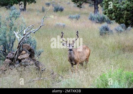 USA, Oregon, Bend, Mule Deer Buck, Odocoileus hemionus, Stockfoto