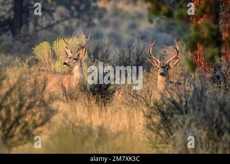 USA, Oregon, Bend, Odocoileus hemionus, Mule Deer Bucks Stockfoto