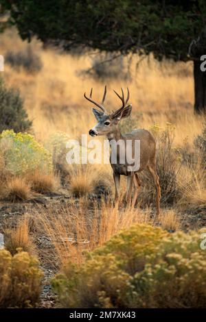 USA, Oregon, Bend, Rancho Las Hierbas, Maultierhirsch, Stockfoto