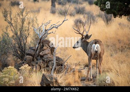 USA, Oregon, Bend, Rancho Las Hierbas, Maultierhirsch, Stockfoto