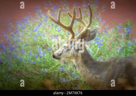 USA, Oregon, Bend, Maultierhirsch, Buck, Odocoileus hemionus, Stockfoto