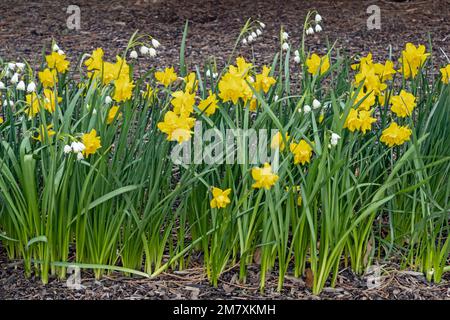 Blumenbeet im Frühling mit gelben Narzissen, Narziss pseudonarcissus Stockfoto