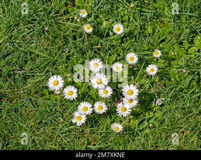Mehrere weiße blühende Gänseblümchen ( Bellis perennis) auf einer Wiese Stockfoto