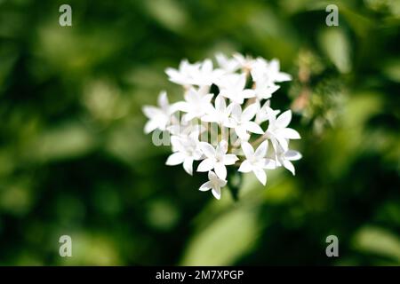 Ein selektiver Fokus einer weißen Pentas lanceolata oder ägyptischer Sternenhaufen in einem Garten an einem sonnigen Tag Stockfoto