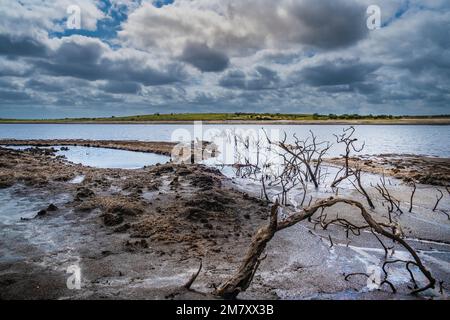 Alte, verwinkelte tote Bäume, die durch herabfallende Wasserstände aufgrund schwerer Dürrebedingungen am Colliford Lake Reservoir am Bodmin Moor in Cornwall freigelegt wurden Stockfoto