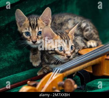 Zwei kleine bengalische Kätzchen sitzen auf dem Klavier Stockfoto