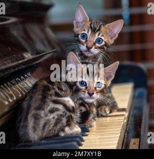 Zwei kleine bengalische Kätzchen sitzen auf dem Klavier Stockfoto