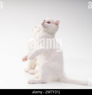 Zwei schneeweiße Kätzchen der American Curl-Rasse sitzen mit erhobenen Vorderpfoten in einer Gopher-Pose Stockfoto