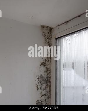 Pilze an den Fensterwänden, übermäßige Feuchtigkeit an den Fenstern verursacht Schimmel im Winter. Stockfoto