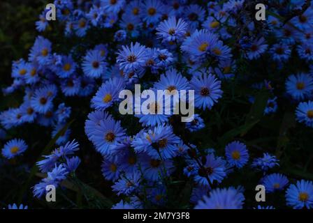 Blick auf lila Blumen im Garten Stockfoto