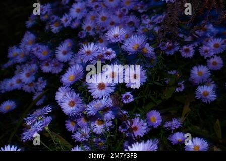 Blick auf den Busch der lilafarbenen Osterblumen Stockfoto