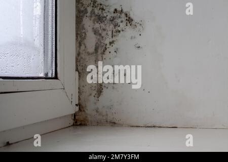 Das Fenster ist in der Mitte des Hauses mit Schimmel bedeckt. Starke Bildung des schwarzen Pilzes. Übermäßige Feuchtigkeit und Kondensation haben sich schwarz gebildet Stockfoto