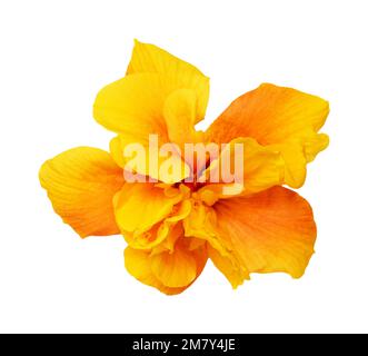 Wunderschöner gelber Hybrid Hibiscus rosa-sinensis alias chinesischer Hibiskus, isoliert auf einfachem Hintergrund Stockfoto