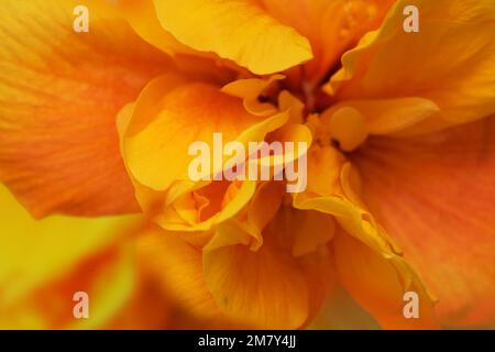 Wunderschöner gelber Hybrid Hibiscus rosa-sinensis alias chinesischer Hibiskus, isoliert auf einfachem Hintergrund Stockfoto