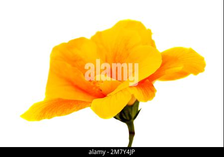 Wunderschöner gelber Hybrid Hibiscus rosa-sinensis alias chinesischer Hibiskus, isoliert auf einfachem Hintergrund Stockfoto