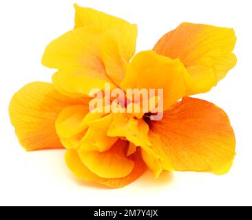 Wunderschöner gelber Hybrid Hibiscus rosa-sinensis alias chinesischer Hibiskus, isoliert auf einfachem Hintergrund Stockfoto