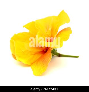 Wunderschöner gelber Hybrid Hibiscus rosa-sinensis alias chinesischer Hibiskus, isoliert auf einfachem Hintergrund Stockfoto