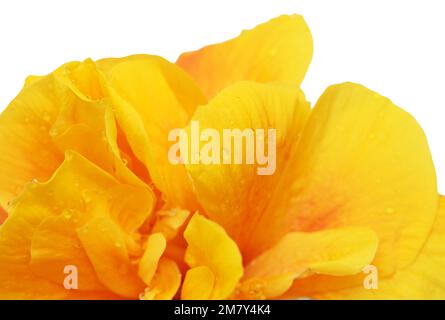 Wunderschöner gelber Hybrid Hibiscus rosa-sinensis alias chinesischer Hibiskus, isoliert auf einfachem Hintergrund Stockfoto