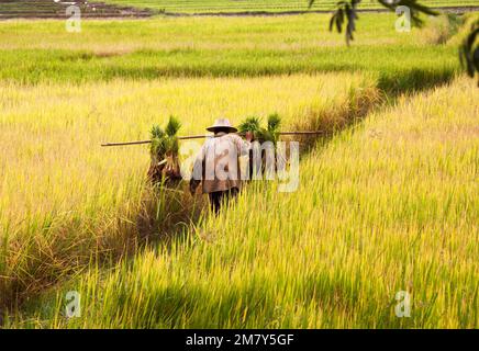 Chiang Mai, Tailandia-17. Juli 2009. Ein Bauer im Norden Thailands, der Reis sammelt und transportiert Stockfoto