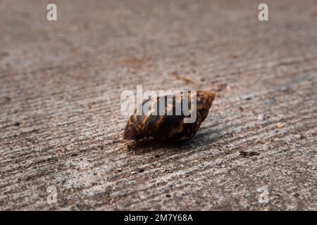 Die Muschel der Riesen-Afrikanischen Schnecke (Achatina achatina) in der Mitte der Straße in Thailand, aus nächster Nähe Stockfoto