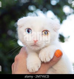 Weißes Kätzchen mit bunten Augen sitzt in den Armen Stockfoto