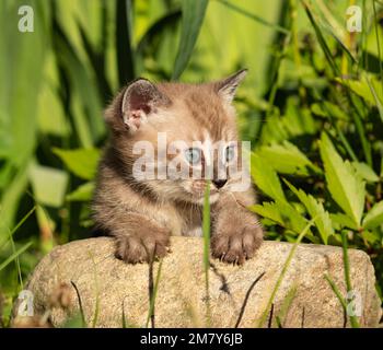 Ein kleines beigefarbenes Kätzchen sitzt im Sommer auf einem Stein in hellgrünem Gras Stockfoto