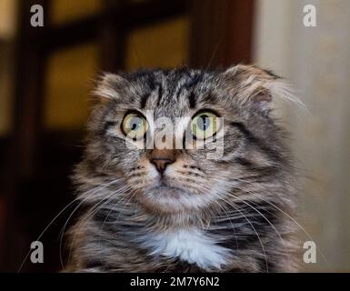 Porträt einer überraschten flauschigen Katze mit tiefen Ohren Stockfoto