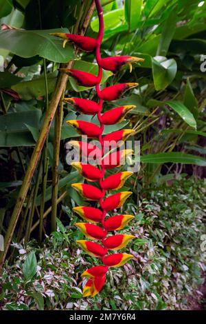 Red Heliconia rostrata, die hängende Hummerklaue oder der falsche Vogel des Paradieses in den Tropen aus nächster Nähe Stockfoto