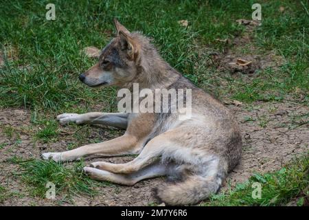 Canadian Timber Wolf (Canis lupus occidentalis) wurde in Gefangenschaft im Cotswold Wildlife Park in Burford, Oxfordshire, England fotografiert Stockfoto