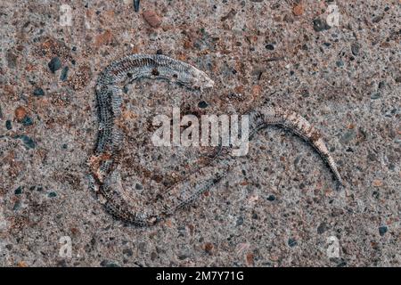 Schlangenhaut auf Betonoberfläche, Nahaufnahme. Stockfoto