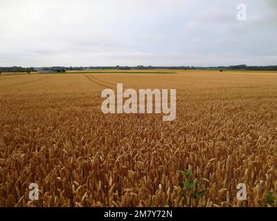 Schönes goldenes Weizenfeld, so weit das Auge reicht Stockfoto