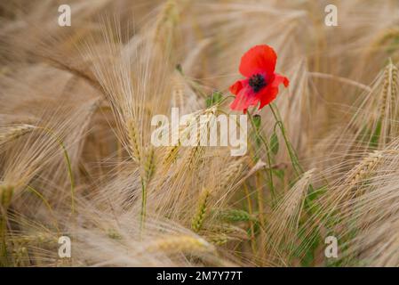 Ein einziger roter Mohn (papaver rhoeas), der auf einem Gerstenfeld wächst Stockfoto
