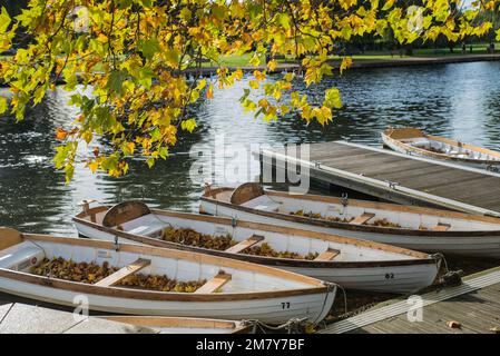 Ruderboote voller Herbstblätter mit einem überhängenden Ahornbaum auf dem Fluss Avon in Stratford-upon-Avon, Warwickshire, West Midlands, England. Stockfoto