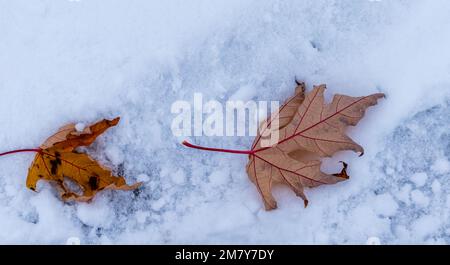 Zwei trockene Ahornblätter im Herbst mit roten Adern, Nahaufnahme von weißem Schnee Stockfoto