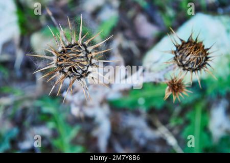 Spiny plant aus Marokko Stockfoto