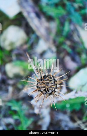 Spiny plant aus Marokko Stockfoto