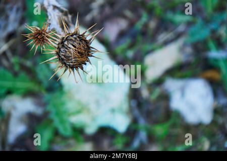 Spiny plant aus Marokko Stockfoto